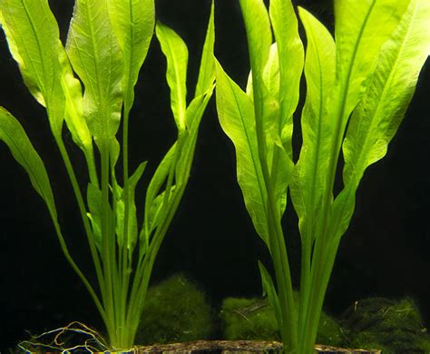 amazon sword plants for sale.